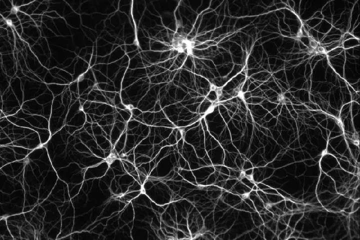 تولید سلول‌های عصبی جدید