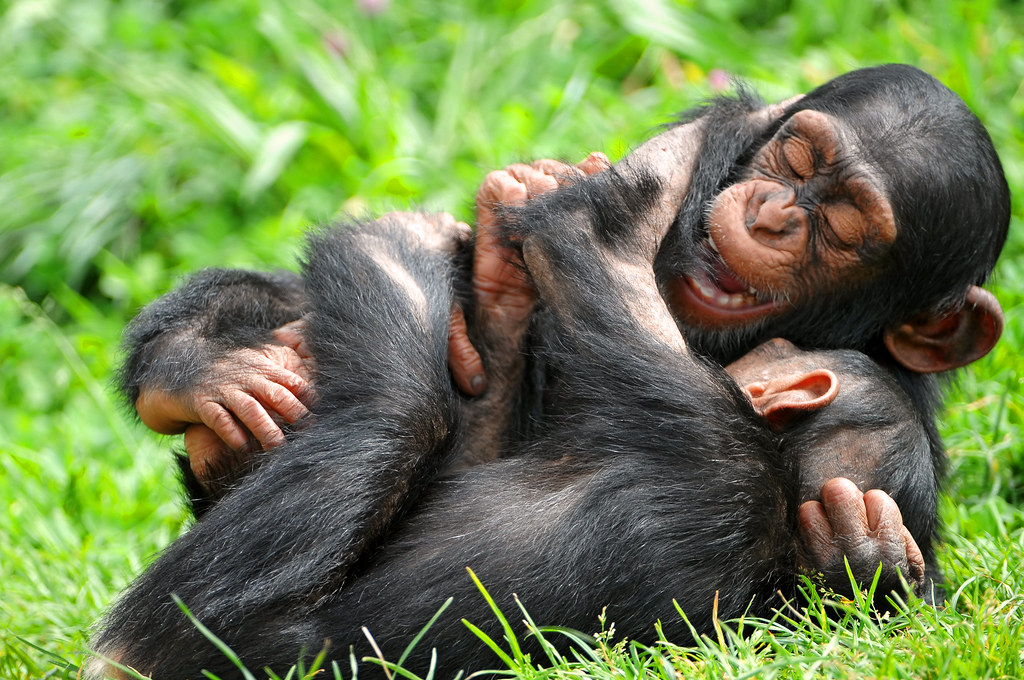 بازی شامپانزه‌ها