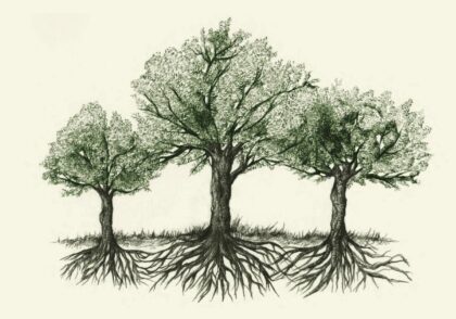 خلاصه کتاب زندگی رازآمیز درختان
