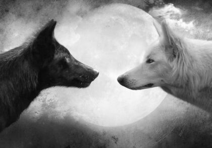 وفاداری همیشگی: ساختار اجتماعی و پیوندهای پایدار گرگ‌ها